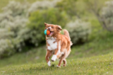 3 Fun Outdoor Activities for Your Pet Throughout – P.L.A.Y.