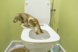 Why Is My Cat Dropping Toys in the Toilet? Reasons & What to Do